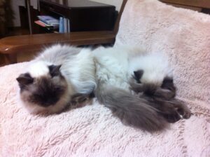 ふかふかのクッションに乗っているウチの猫たち