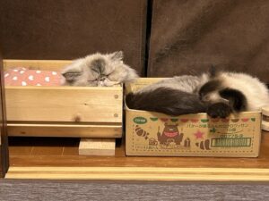 段ボールや猫プランターに寝るウチの猫たち