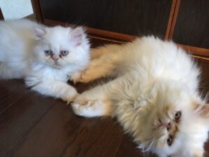 寝そべっている我が家の猫たち