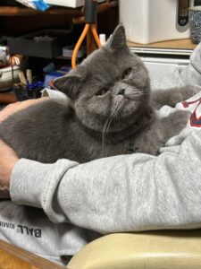 パパの膝に乗るエキゾチックショートのふくちゃん