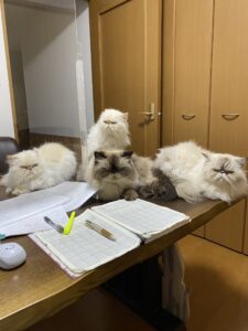 机の上に大集合してこちらを見ているヒマラヤン4匹(アイ、メイ、ワカ、ハナ)