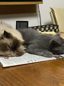 新聞の上に乗って気持ちいい顔をしているヒマラヤンのワカと福麻呂