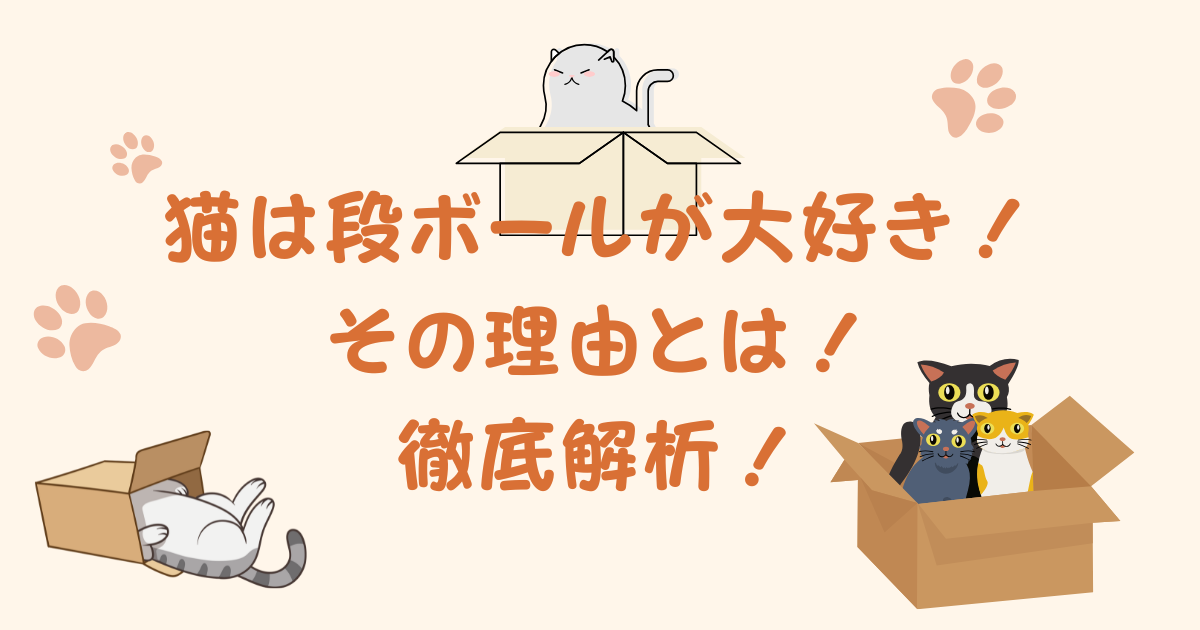 猫が段ボールに入る理由 ヒマラヤン6匹の実例