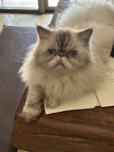 机の上に置かれたノートに乗っているヒマラヤンのハナちゃん(猫)