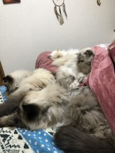 布団の中に入って寝ている猫が大集合。ハナ、メイ、ワカ、ヒメちゃん