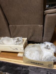 アマゾンの段ボールに入っているヒマラヤンのヒナと、猫コンテナに入っているヒマラヤンのハナちゃん