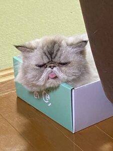 みかん箱に入って、舌を出しているヒマラヤンのハナちゃん。