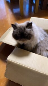 段ボールの中でくつろぐヒマラヤンのワカちゃん