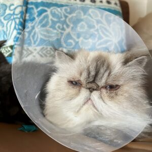 エリザベスカラーをつけているハナちゃん