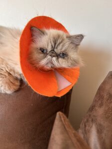 フェルトで作ったエリザベスカラーを付けているハナちゃん