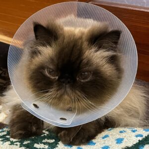 去勢手術後、エリザベスカラーを付けている猫（ワカちゃん）